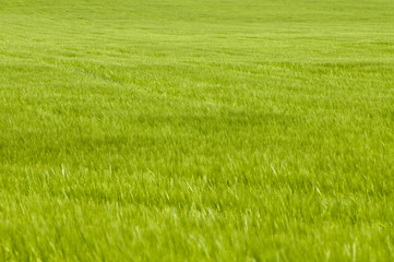 Obraz na płótnie Canvas Zielony pszenicy