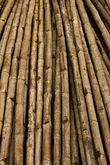 bamboo background