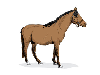 isolated brown standing horse - illustration