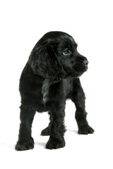 chiot cocker anglais