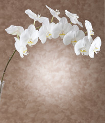 Orchidea su sfondo beige