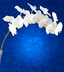 Orchidea su sfondo blu