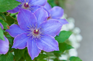 紫色のクレマチス
