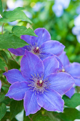 クレマチスのアップ