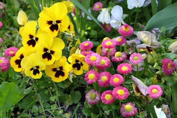 Stiefmütterchen und Gänseblümchen © blickwinkel2511