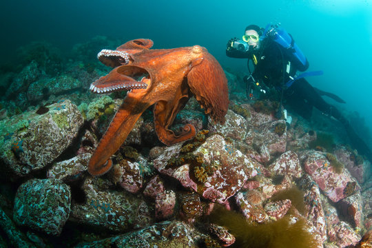 diver takes picture of giant octopus