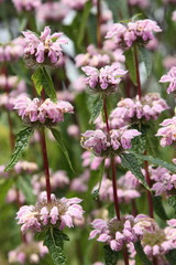 Phlomis tuberosa