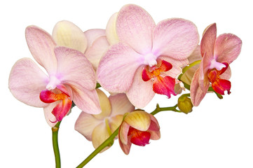 Fototapeta na wymiar różowa orchidea