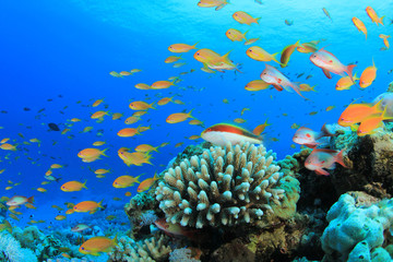 Obraz na płótnie Canvas Tropical Fish na Rafie Koralowej