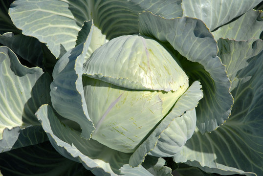 Chou cabus rond, Brassica oleracea 'Ca&iuml;d'