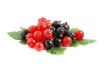 Johannisbeeren