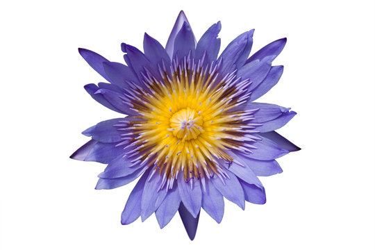 Lotus isolated on white