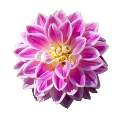 Photo sur Plexiglas Dahlia Fleur de dahlia rose isolé