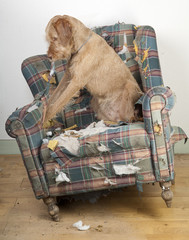 Dog demolishes chair