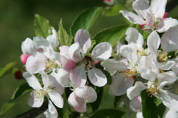 Obraz premium Apple blossoms with bee