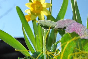 Gänseblumen