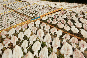 squid drying on net, thailand