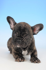 BOULEDOGUE FRANCESE