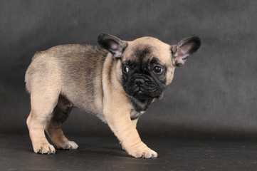 BOULEDOGUE FRANCESE