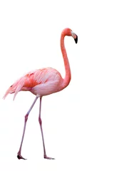 Deurstickers Flamingo Flamingo