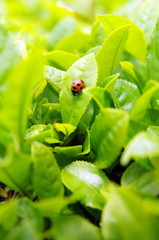 お茶畑のテントウムシ/無農薬