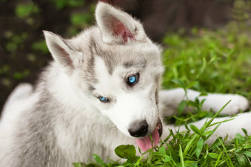 lovely blue-eyed siberian husky puppy lying on the grass