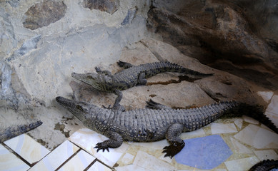 Nile Crocodiles in pen on banks of the River Nile