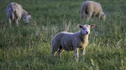 jeune agneau dans les champs