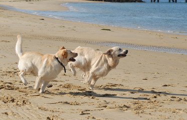 LABRADOR
