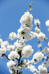 Spring season - white flowers of cherry