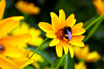 natur