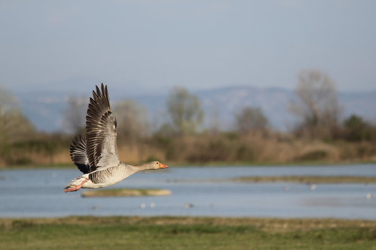 Birdwatching reserve