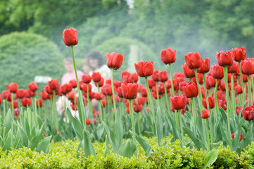 Red tulips