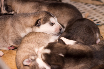 Alaska Puppies