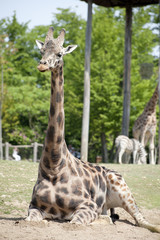 Girafe