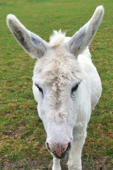 Obraz premium White Donkey