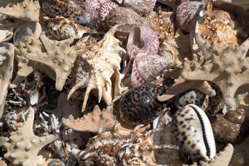 shell