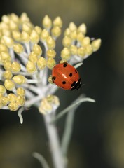 coccinelle sur fleur d'elichrysum