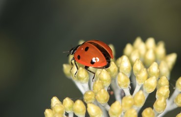 coccinelle sur fleur d'elichrysum