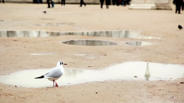 bird goes through the sand against backdrop of puddles