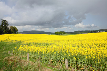 Rape fields in Springtime, Scotland