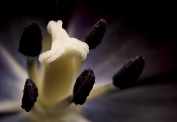 Środek tulipana © Justyna Kaminska