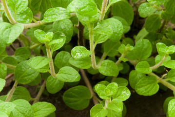 oregano