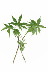 シドケ（モミジガサ）