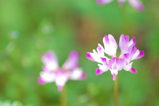 634 Best 蓮華草 Images Stock Photos Vectors Adobe Stock 634 Best 蓮華草 Images Stock Photos Vectors Adobe Stock