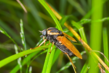 Fly on grass 1