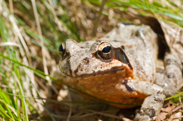 Frog 6
