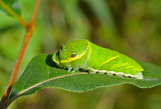 Green caterpillar on leaf 7