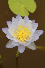 Purple water lily on green leaf background