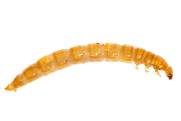 yellow meal worm